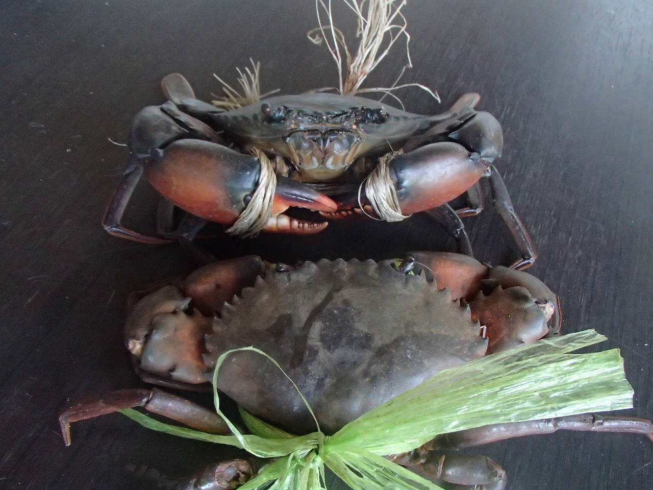 マングローブ蟹 プーダム クラビ 南国タイで田舎暮らし